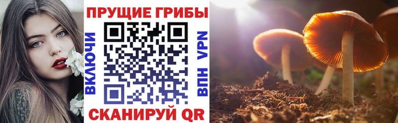Псилоцибиновые грибы Psilocybe  Малаховка 